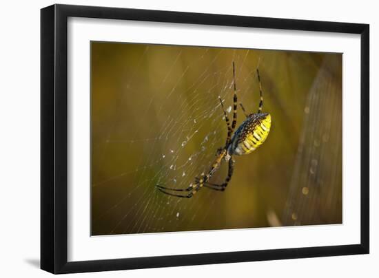 Spider, Web-Gordon Semmens-Framed Photographic Print