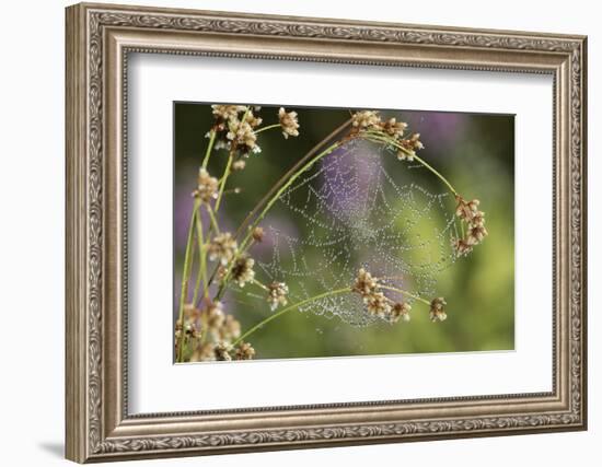 Spider Web-Lynn M^ Stone-Framed Photographic Print