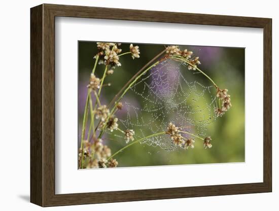 Spider Web-Lynn M^ Stone-Framed Photographic Print