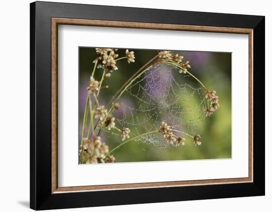 Spider Web-Lynn M^ Stone-Framed Photographic Print