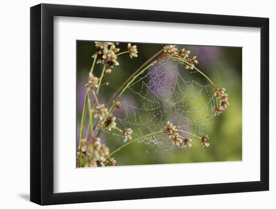 Spider Web-Lynn M^ Stone-Framed Photographic Print