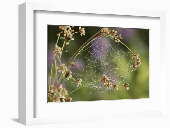 Spider Web-Lynn M^ Stone-Framed Photographic Print