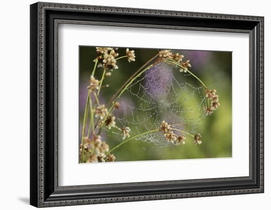 Spider Web-Lynn M^ Stone-Framed Photographic Print