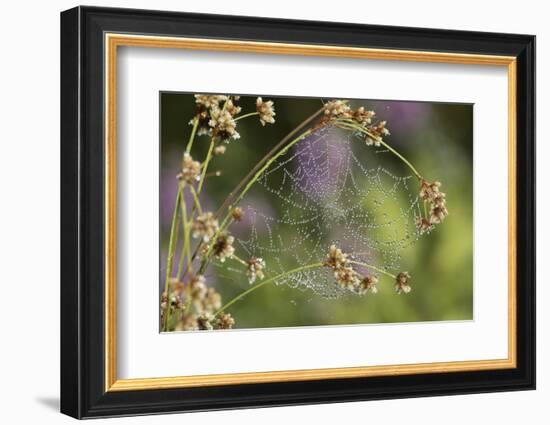 Spider Web-Lynn M^ Stone-Framed Photographic Print