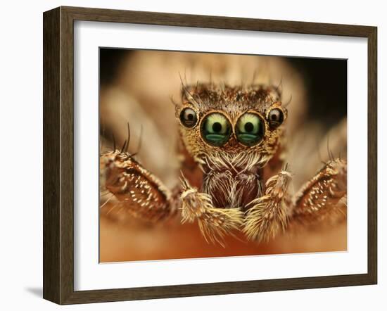 Spider-vasekk-Framed Photographic Print