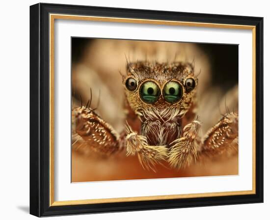 Spider-vasekk-Framed Photographic Print