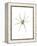 Spider-Alexis Marcou-Framed Stretched Canvas