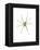 Spider-Alexis Marcou-Framed Stretched Canvas