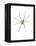 Spider-Alexis Marcou-Framed Stretched Canvas