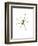 Spider-Alexis Marcou-Framed Premium Giclee Print