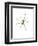 Spider-Alexis Marcou-Framed Premium Giclee Print