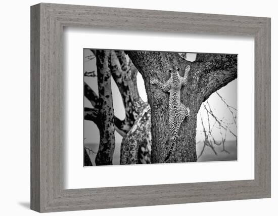 Spiderman-Nicolás Merino-Framed Photographic Print