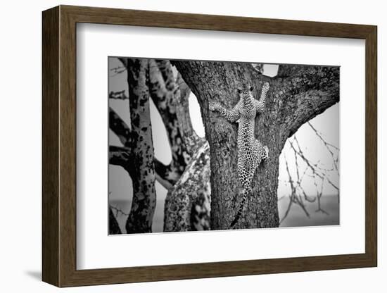 Spiderman-Nicolás Merino-Framed Photographic Print