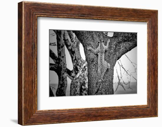 Spiderman-Nicolás Merino-Framed Photographic Print