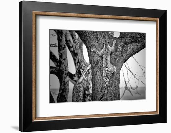 Spiderman-Nicolás Merino-Framed Photographic Print