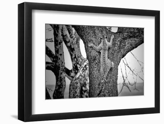 Spiderman-Nicolás Merino-Framed Photographic Print