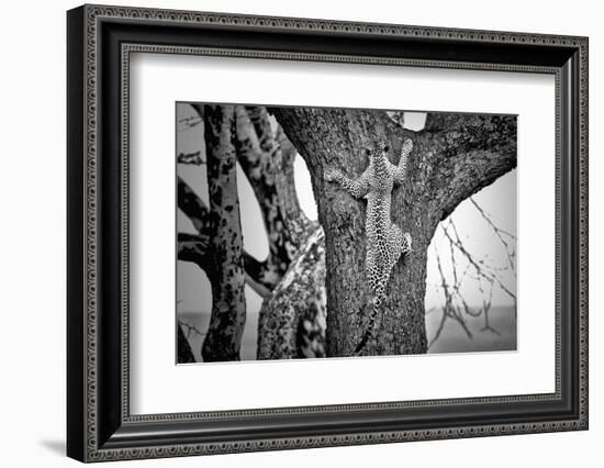 Spiderman-Nicolás Merino-Framed Photographic Print