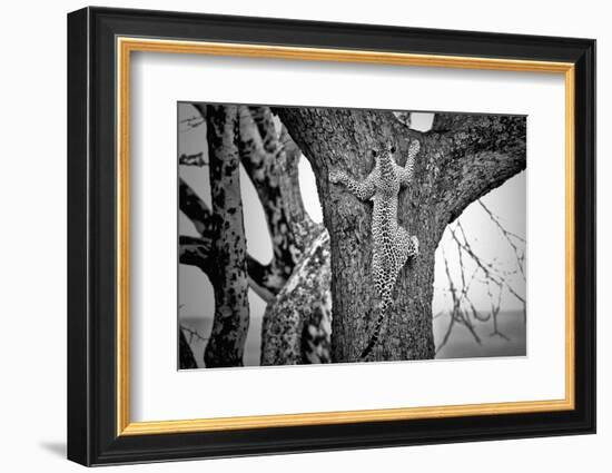 Spiderman-Nicolás Merino-Framed Photographic Print