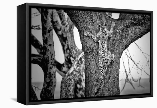 Spiderman-Nicolás Merino-Framed Premier Image Canvas