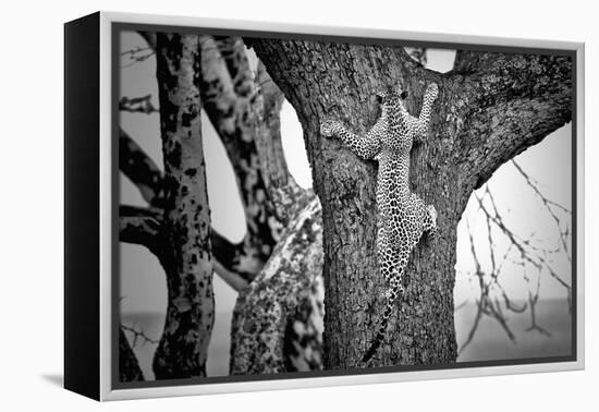 Spiderman-Nicolás Merino-Framed Premier Image Canvas