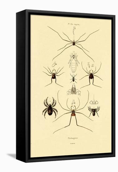 Spiders, 1833-39-null-Framed Premier Image Canvas