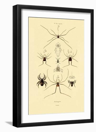 Spiders, 1833-39-null-Framed Giclee Print