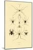 Spiders, 1833-39-null-Mounted Giclee Print