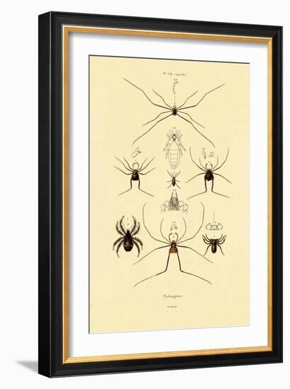 Spiders, 1833-39-null-Framed Giclee Print