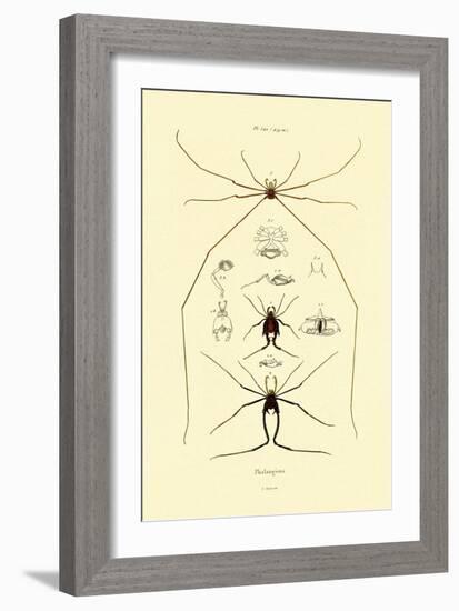 Spiders, 1833-39-null-Framed Giclee Print