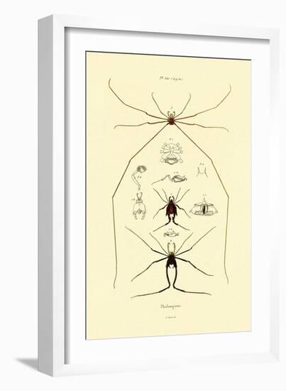 Spiders, 1833-39-null-Framed Giclee Print