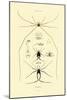 Spiders, 1833-39-null-Mounted Giclee Print