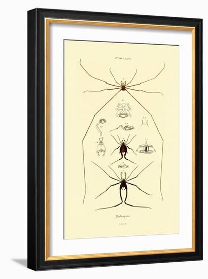 Spiders, 1833-39-null-Framed Giclee Print