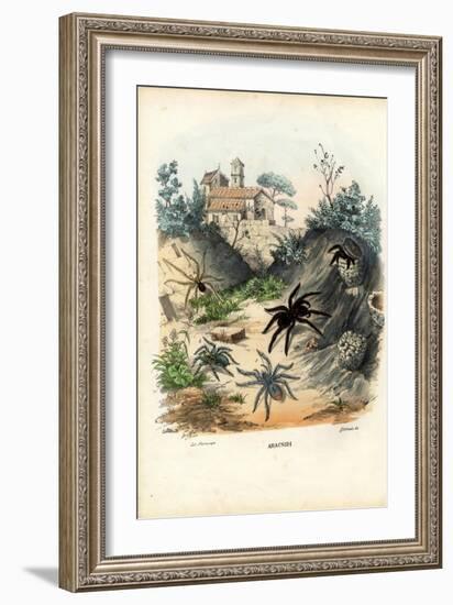 Spiders, 1863-79-Raimundo Petraroja-Framed Giclee Print