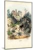 Spiders, 1863-79-Raimundo Petraroja-Mounted Giclee Print