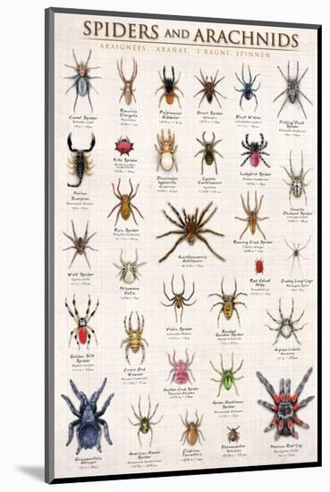 Spiders and Arachnids-null-Mounted Premium Giclee Print