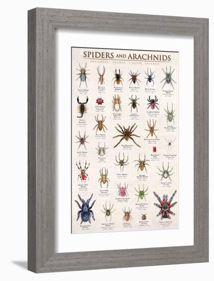 Spiders and Arachnids-null-Framed Art Print