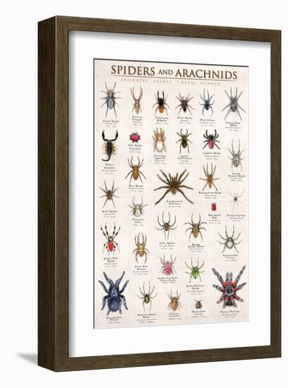 Spiders and Arachnids-null-Framed Art Print