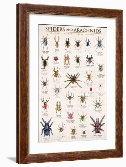 Spiders and Arachnids-null-Framed Art Print