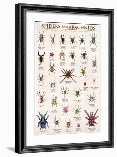 Spiders and Arachnids-null-Framed Art Print