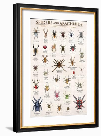 Spiders and Arachnids-null-Framed Art Print