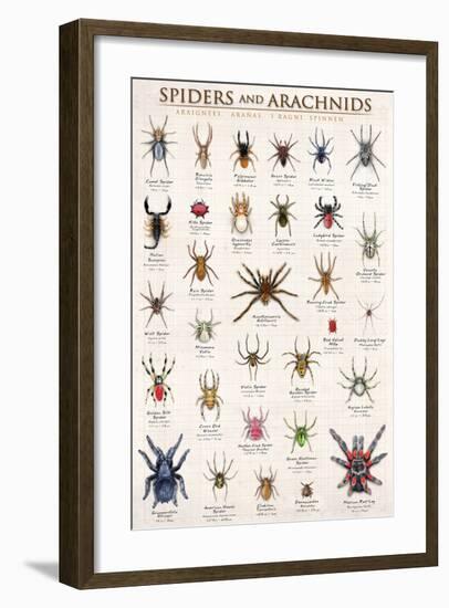 Spiders and Arachnids-null-Framed Art Print