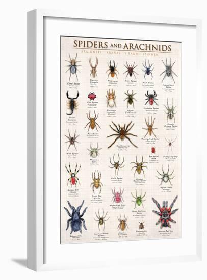 Spiders and Arachnids-null-Framed Art Print