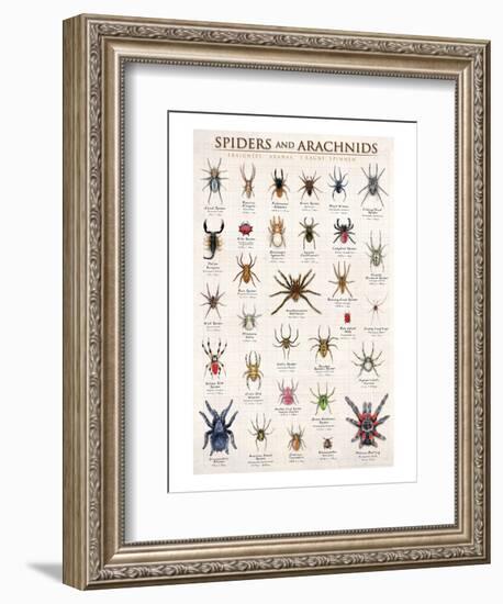 Spiders and Arachnids-null-Framed Art Print