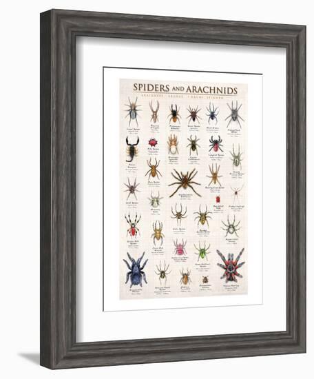 Spiders and Arachnids-null-Framed Art Print