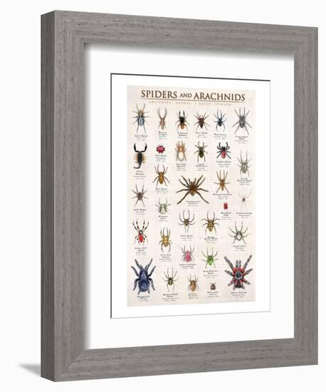 Spiders and Arachnids-null-Framed Art Print