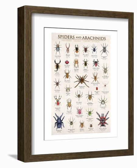Spiders and Arachnids--Framed Art Print