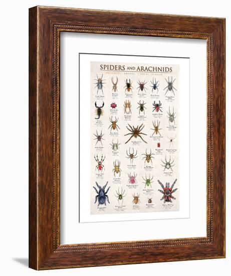 Spiders and Arachnids-null-Framed Art Print