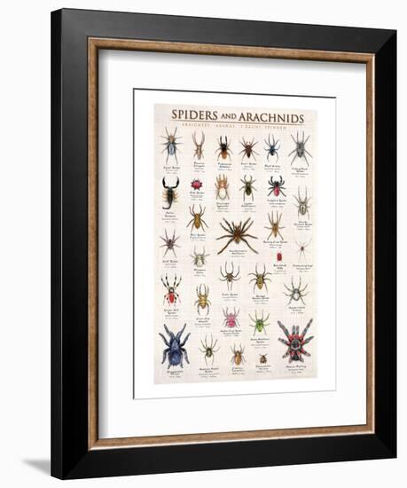 Spiders and Arachnids-null-Framed Art Print