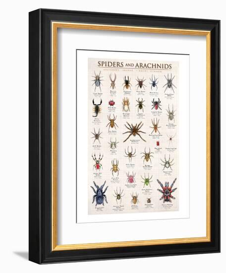 Spiders and Arachnids-null-Framed Art Print