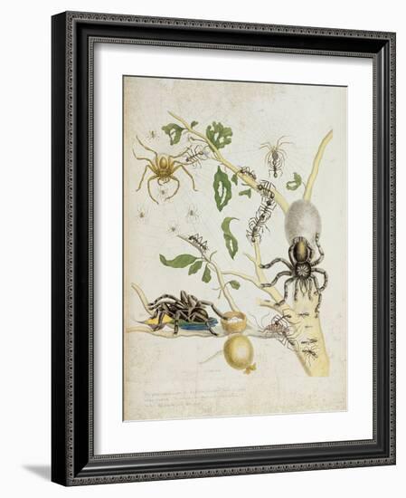 Spiders: Mygole, Plate 18 from 'Over De Voorteeling', 1730-Maria Sibylla Graff Merian-Framed Giclee Print